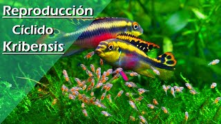 83💜.- Reproducción / Criar / Breeding Pez KRIBENSIS (MUY FÁCIL) [Pelvicachromis Pulcher]
