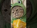 【ASMR】ポテチをパリパリ食べるカエル猫ちゃん、満腹でベロ出し爆睡ｗｗｗ #Shorts #猫 #AI動画
