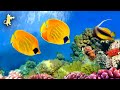CORAL REEF AQUARIUM COLLECTION 🔴 Relaxing Music for Sleep, Study, Yoga &amp; Meditation