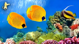 CORAL REEF AQUARIUM COLLECTION 🔴 Relaxing Music for Sleep, Study, Yoga &amp; Meditation