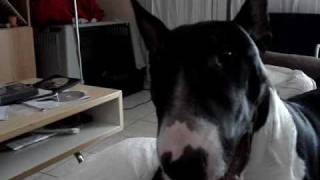 Elvis The Pepsi Bull Is Talking