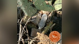 Tucson Autumn Corridor Cleanup kicks off today