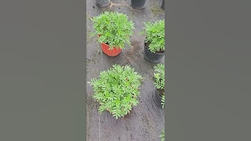 Vạn thọ pháp 24 ngày #hatgiong #gardening #vanthophap #vanthobanmai #marigold
