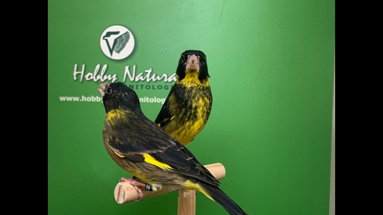 Coppie Verdoni Vietnam - Vietnamese Greenfinch 2020