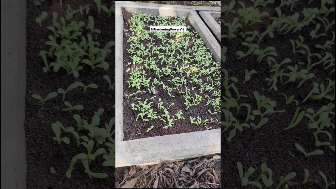 how to grow seeds Gaillardia flower plant 