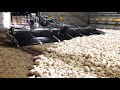 Incredible Modern Chicken Harvest Automatic Machines Process Which Save For Farm Million Dollars