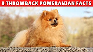 8 Amazing Facts You Didnt Know About Throwback Pomeranian Dogs