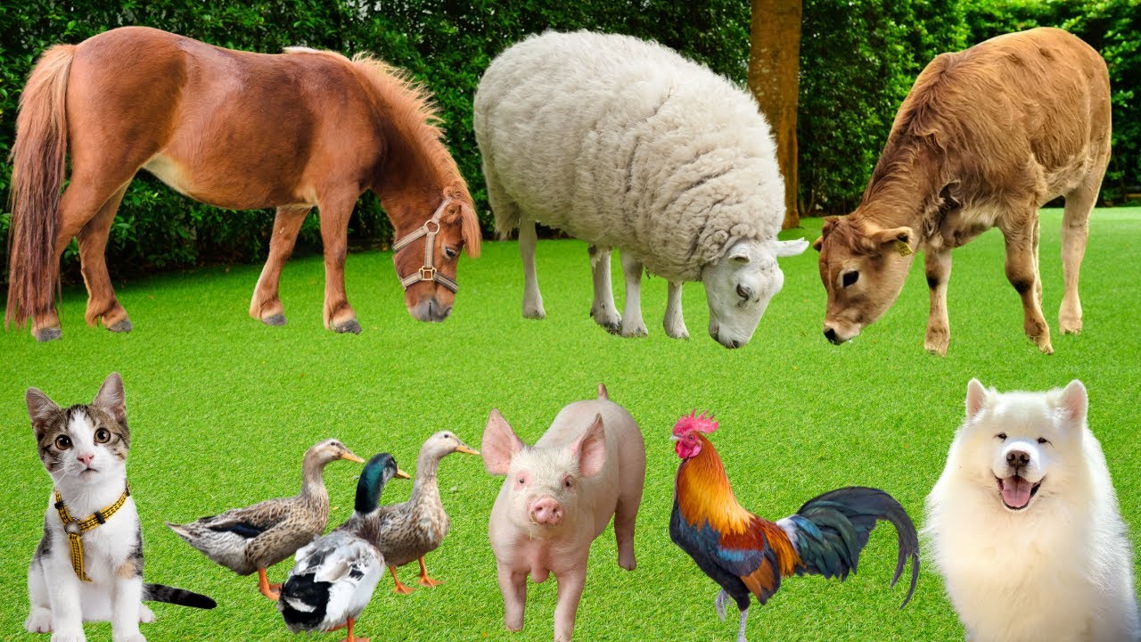 Cute Farm Animals Sounds: Cat, Dog, Rabbit, Cow, Pig, Horse, Chicken, Sheep-Animal Video