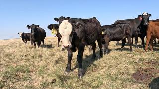 Grass Is SHORT, CALVES Are BIG!!
