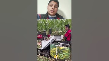 Corn Harvesting - Good Tools and Machinery Make the Job Easy#reactionvideo  #relatable #amazing