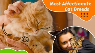 Most Affectionate Lap Cat Breeds  The 10 Most Cuddly Cat Breeds