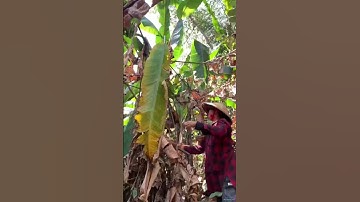 Hôm nay mình đi kiếm chuối rừng #shorts