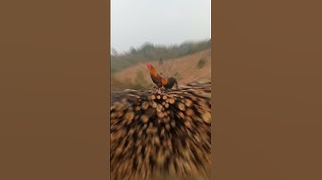 Qaib dib qua zoo 2023 #shorts