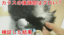 漫画実写化 カラス飼っちゃいました Youtube