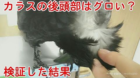 ペット記録チャンネル Youtube