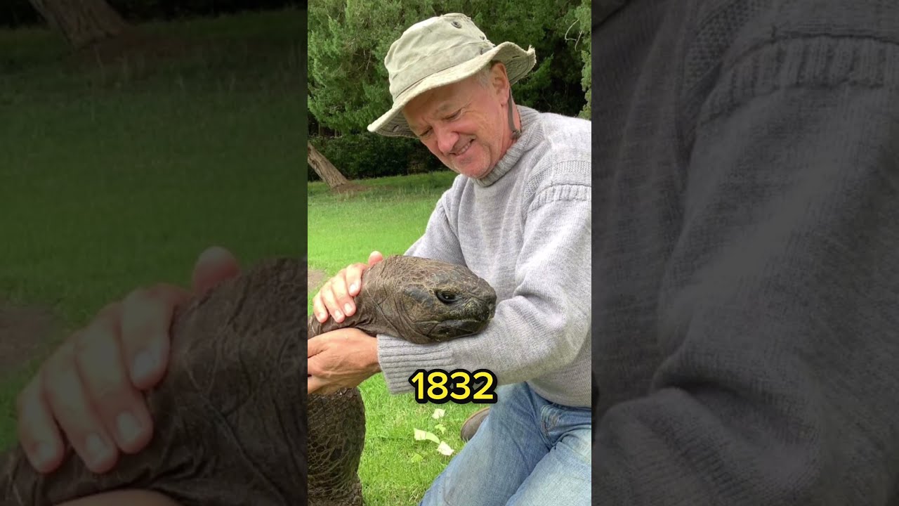 The Worlds Oldest Turtle 