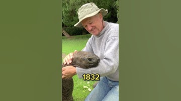 Thumbnail of The worlds oldest turtle!