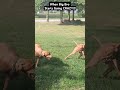 When Big Bro Starts Going CRAZY 😂🐕🐕