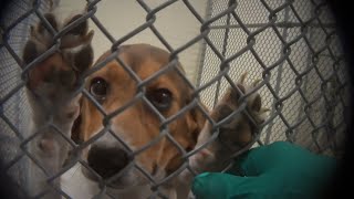 Podcast: Why animal testing fails - the case for non-animal research methods