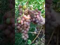 @LIVIJA super red grapes. Смачний виноград, мускат