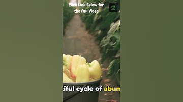 Harvest Perfectly Picking Peppers: The Ultimate Pepper Harvesting Guide Picking Techniques & Storage