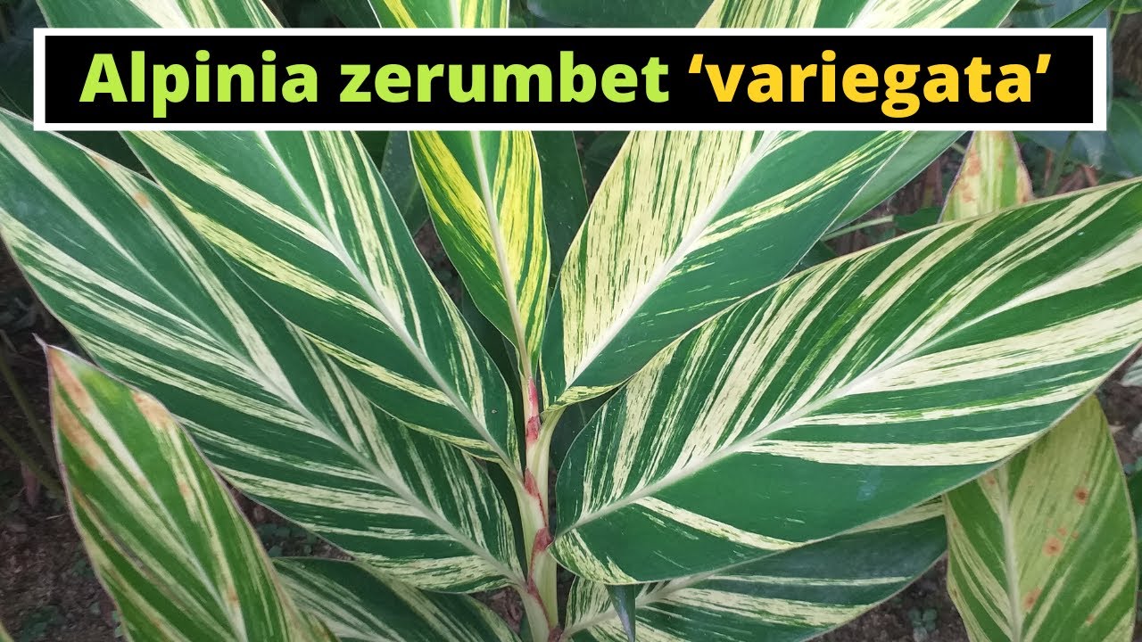 Variegated Ginger - Alpinia zerumbet 'variegata'