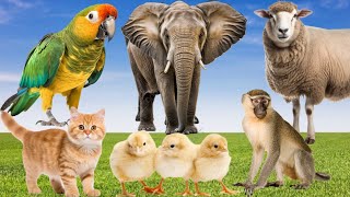 Amazing Animal Sounds - Elephant, Leopard, Monkey, Sheep, Parrot, Chameleon, Cat, Chick