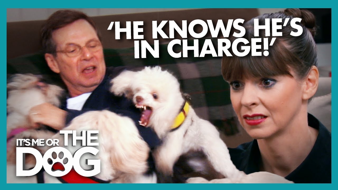 This Possessive Poodle Controls the Entire House | It's Me or the Dog