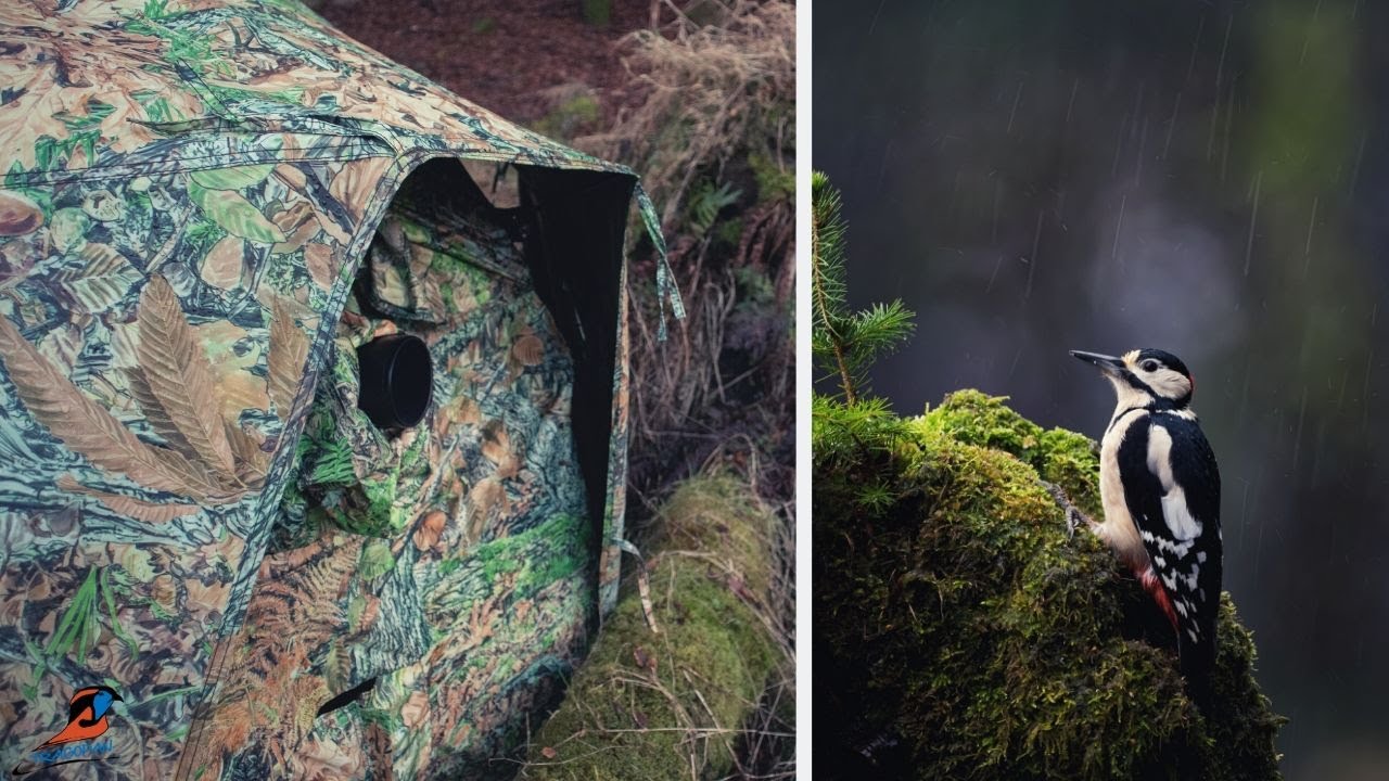 Photographing Birds in the Rain | Tragopan V6 with Roof Canopy