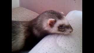 FERRET FLU looks like this (sick pet coughing and sneezing) + what happened after