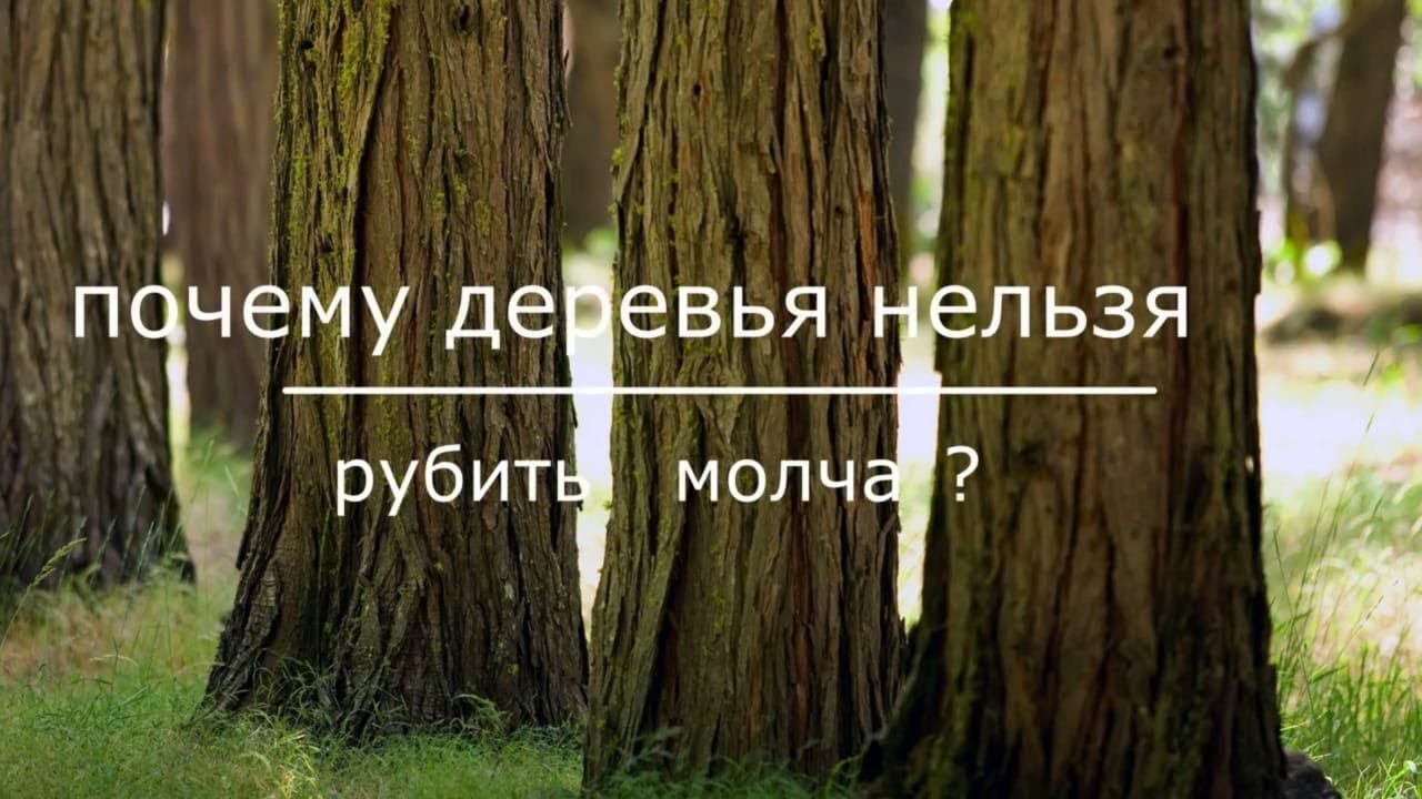 Нельзя рубить деревья. Почему нельзя рубить леса. Почему нельзя рубить деревья. Почему нельзя рубить деревья в лесу. Почему дерево нельзя гуьитьи.