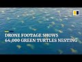 Scientists film tens of thousands of sea turtles nesting in Australia’s Great Barrier Reef