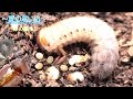 😍カブトムシ🔎🌈新しい生命の誕生💞Birth of Kabutomushi Beetle