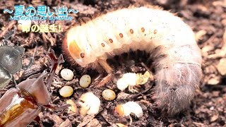 😍カブトムシ🔎🌈新しい生命の誕生💞Birth of Kabutomushi Beetle
