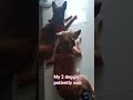 My 2 doggies patiently wait for the transpo#about to go out#shortvideo #trendingshorts