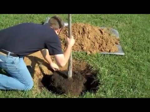 فيديو: كيف نزرع الأشجار بشكل صحيح؟