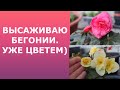 Высаживаю бегонии из семян и беллеконии.