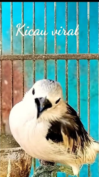 Burung Jalak Kapas Gacor