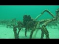 SCUBA Diving Melbourne - Spider Crabs at Rye Pier annual mid winter moult by www.NetBookings.com.au