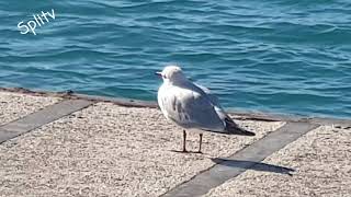 Galeb i ja 💞 Gradska luka Split