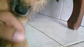 Download Lagu SUARA ANJING BAHAGIA MP3