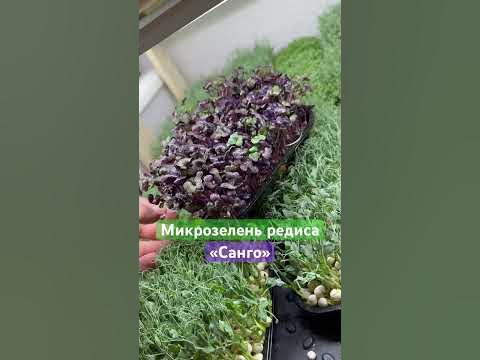 Микрозелень редиса «Санго» #микрозелень #microgreens - YouTube