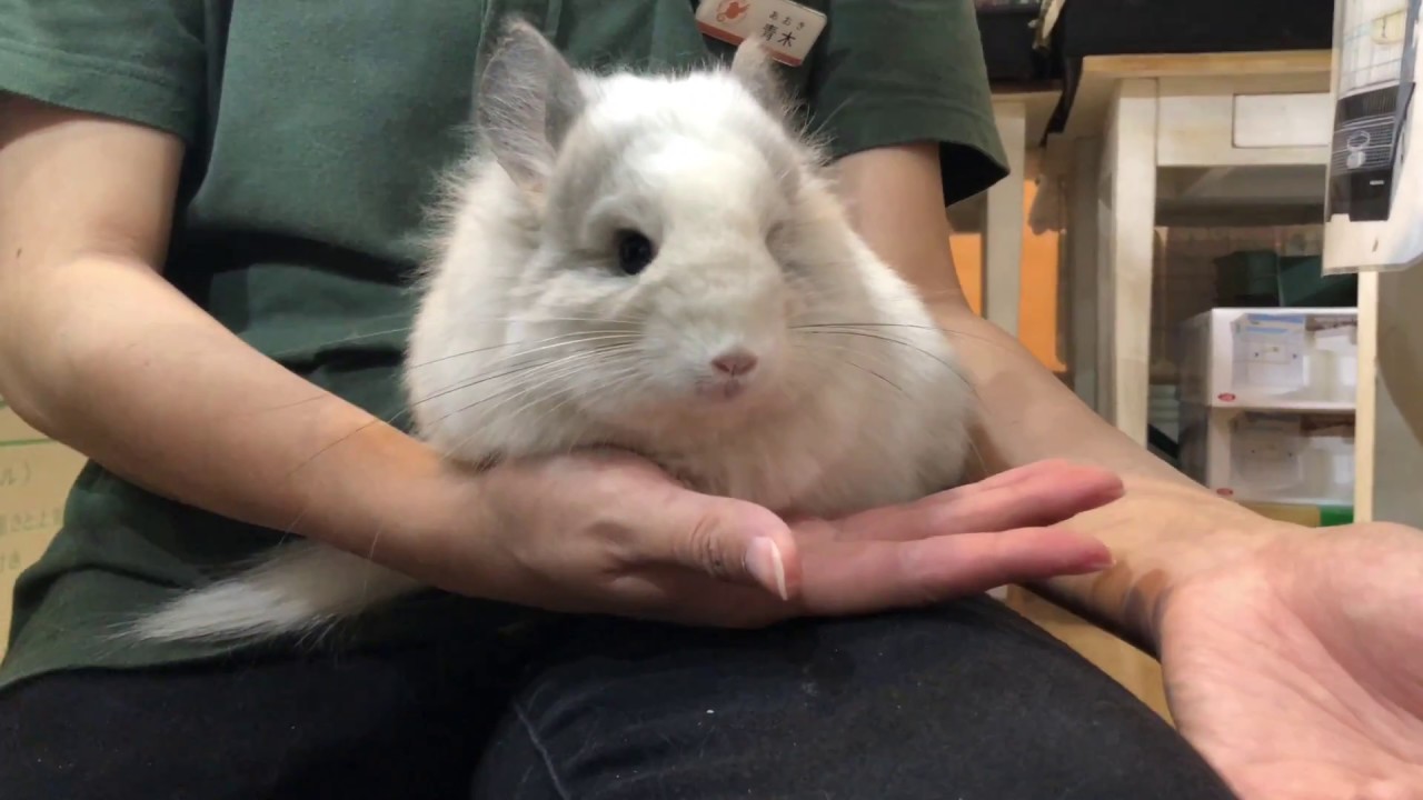 チンチラ アンゴラ なつく 最強にかわいいペット チンチラ まとめ ただのネズミじゃないぞ ネット動物園 生き物全般からペットまで