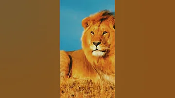 والسبع زهرتو واعرة 