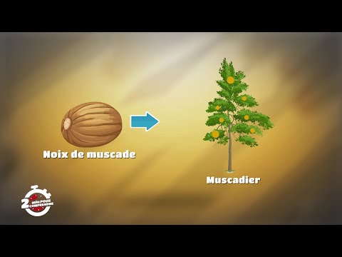 Vidéo: Où cultivent-ils la muscade ?