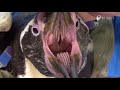 ペンギンの口の中 - In the mouth of the penguin (a proof picture)