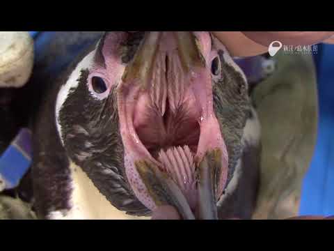 ペンギンの口の中 - In the mouth of the penguin (a proof picture