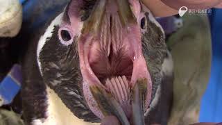 ペンギンの口の中 - In the mouth of the penguin (a proof picture