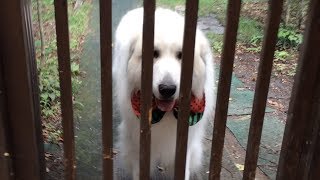 掃除中なので家を追い出されたアラン　Great Pyrenees　グレートピレニーズ
