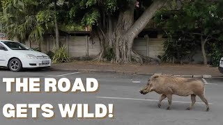 S1EP1 🇲🇿 | Roadtrip to Maputo: Camping Closed… Panic Booking in Jozini!